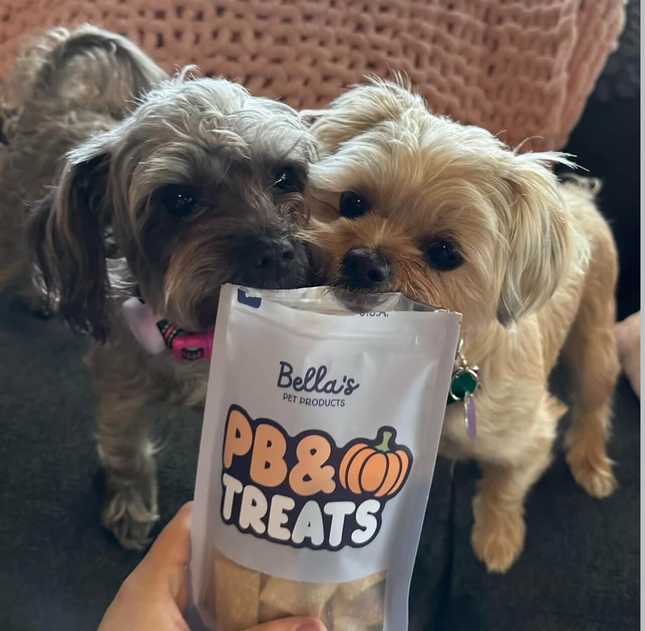 PB & Pumpkin